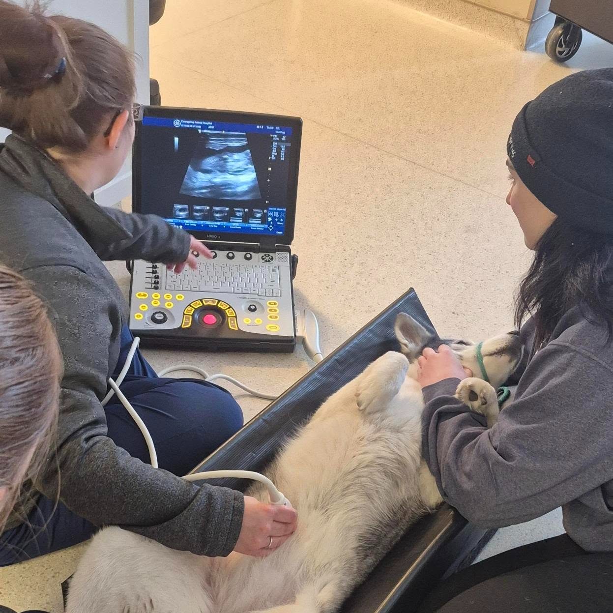Clearspring - RVT Danielle is sharpening her ultrasound skills with a ...