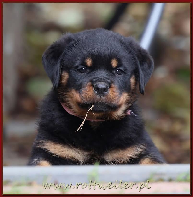 Nice And Lovely FCI - rottweiler | Miechów
