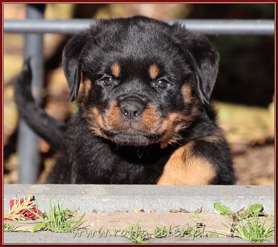 Nice And Lovely FCI - rottweiler | Miechów