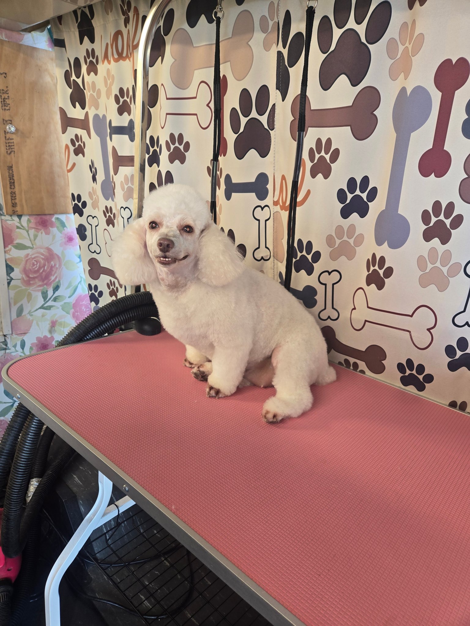 Happy Pet Express and Happy Pet Express Salon