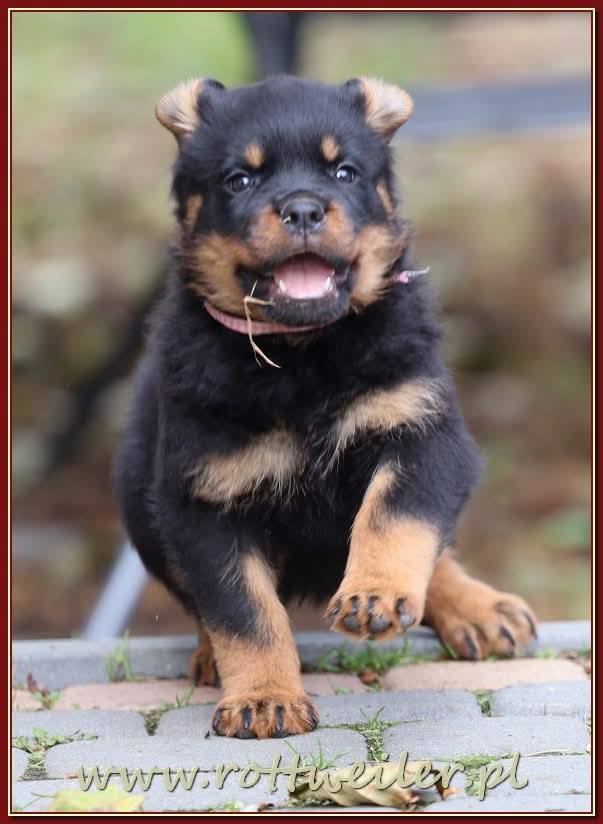 Nice And Lovely FCI - rottweiler | Miechów