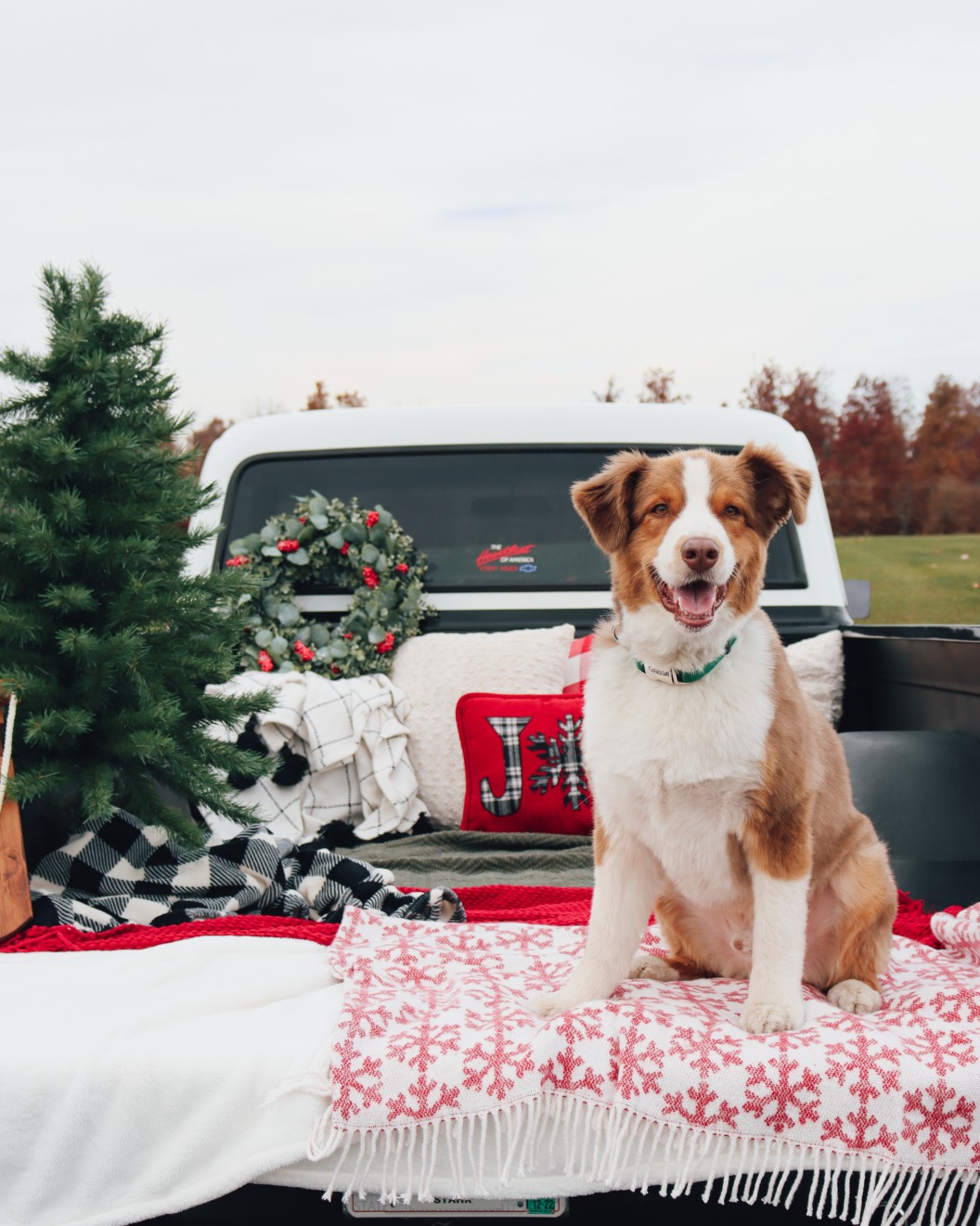 View of Bob's - The holidays are full of joy (but also hidden hazards for pets ...