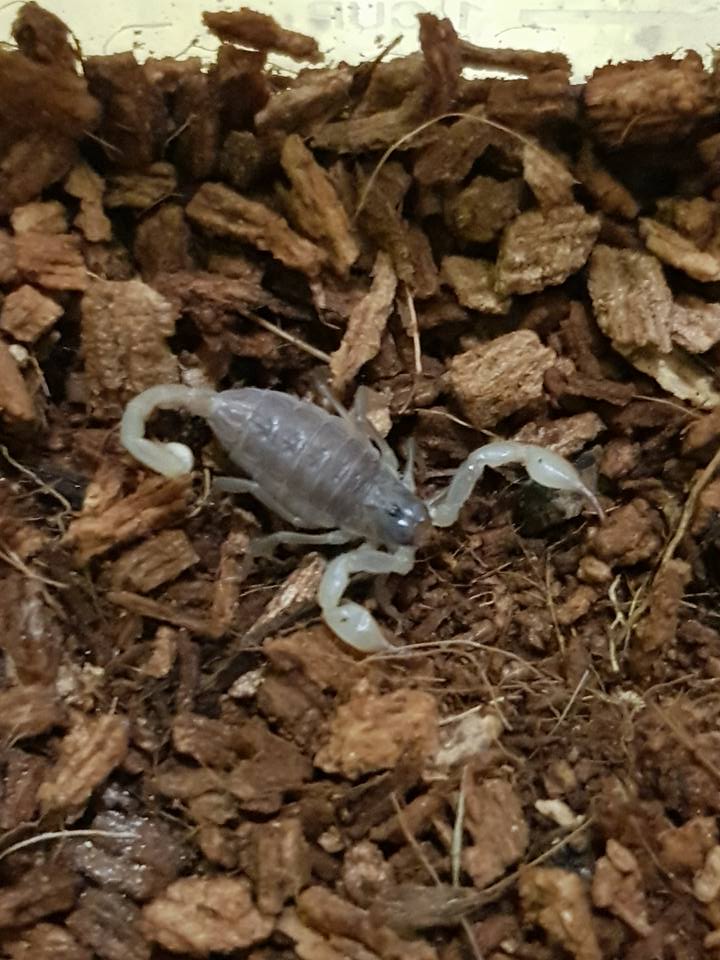 Demon Reptiles - For Sale Flinders Range Scorpions 6...