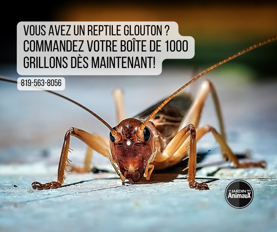 Le - Vous avez besoin de grillons en grande quantité pour vos reptiles ...
