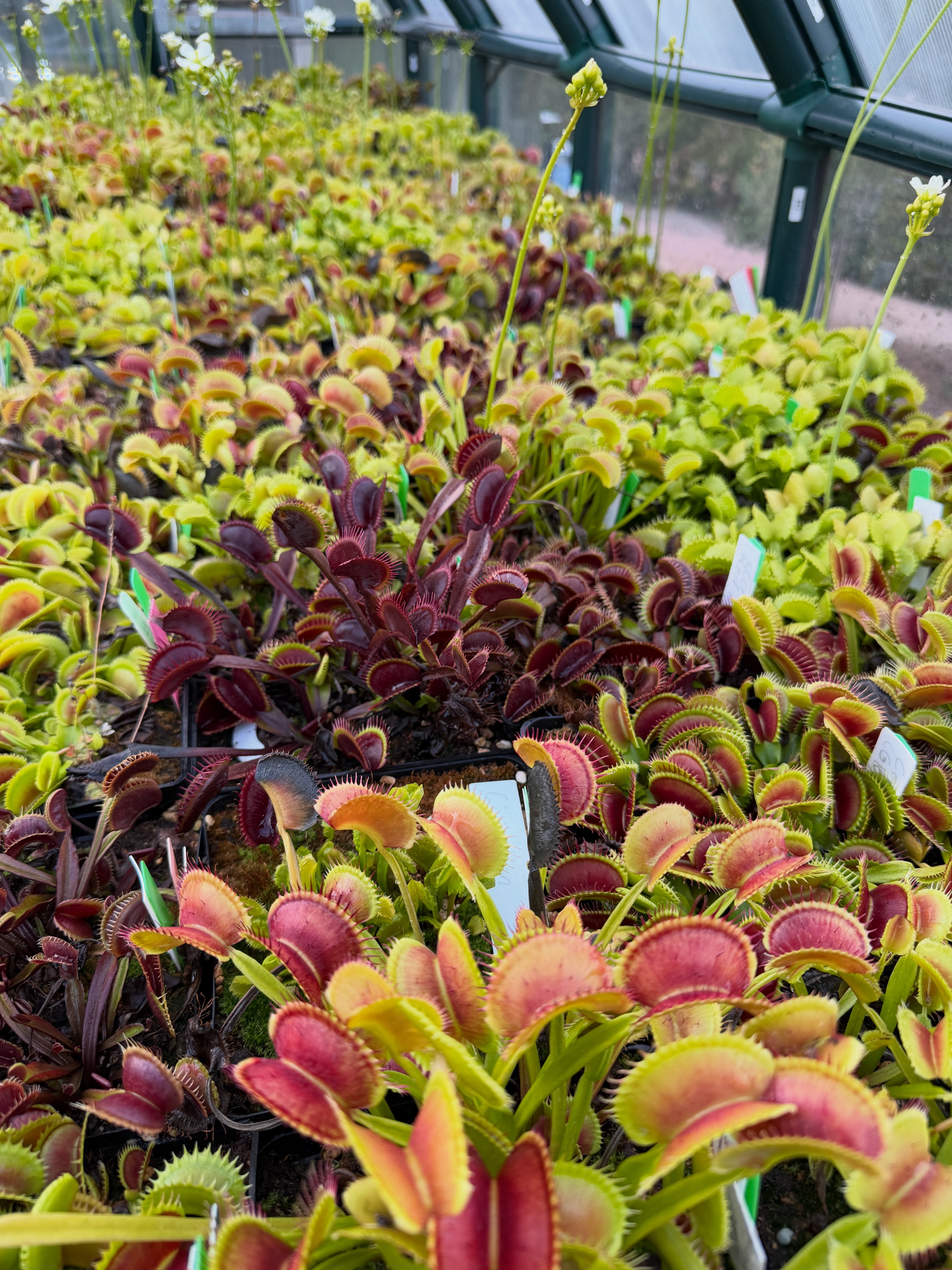 Nepenthes northiana x nebularum RE-0125 from @redleafexotics