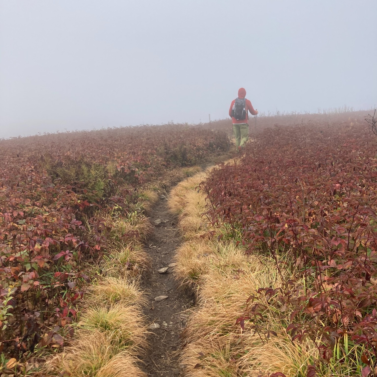 Visit - Great news from our friends at the USFS about Whitetop Mountain ...