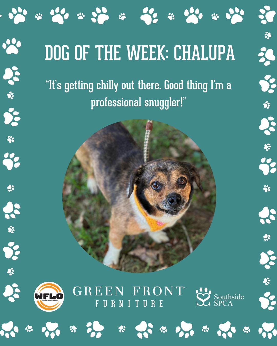 WFLO - Introducing the Green Front Dog of the Week: Chalupa! At just 21 ...