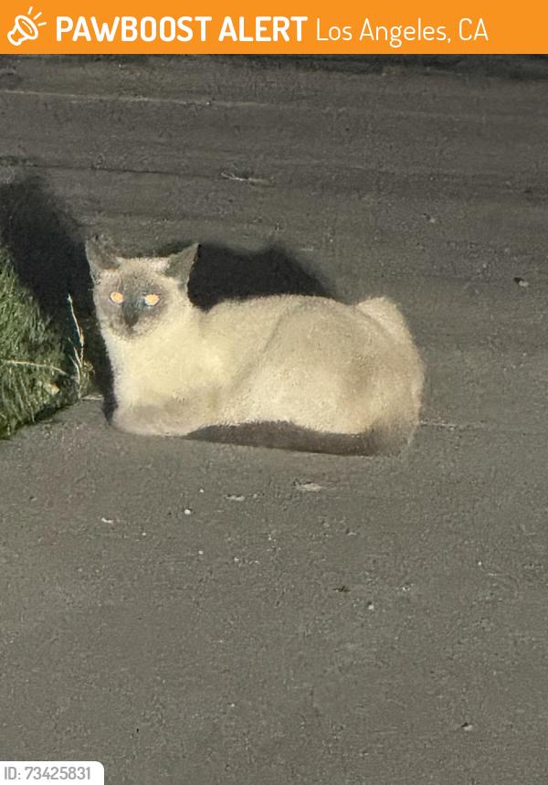 Found cat in Los Angeles, CA on September 21, 2026