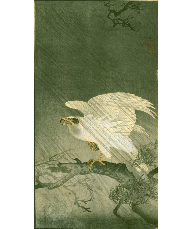 Eagle Perched on a Pine Branch