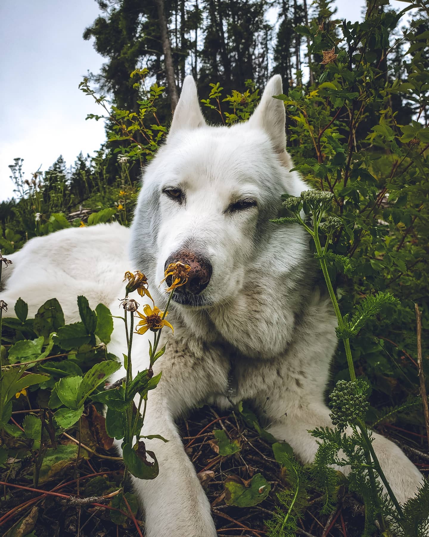 Wolf Winds - Part of my morning routine is to honor these... | Facebook