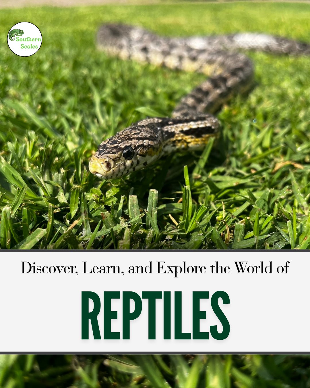 Southern - Bring the wild to your classroom! 🐍🦎 Our interactive reptile ...