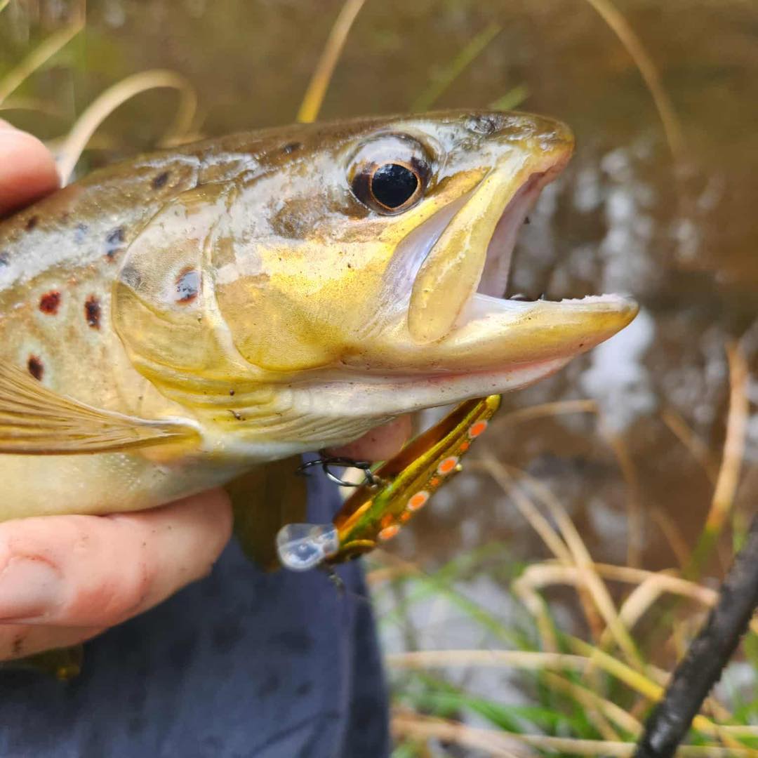bullet lure trout 22 Inline Spinner Bullet Lures | Seymour VIC