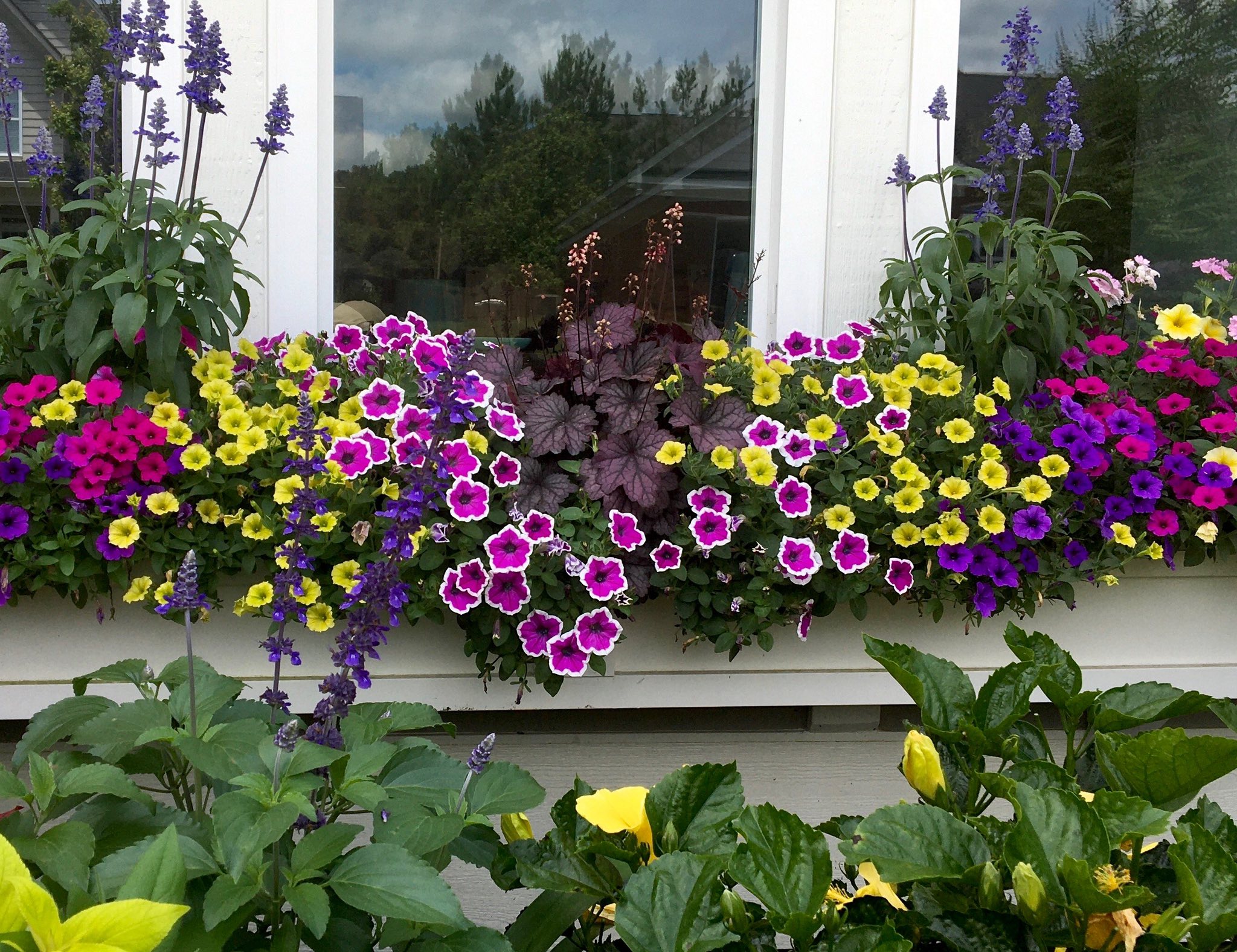 Supertunia Hoopla Vivid Orchid named 2026 national petunia of the year
