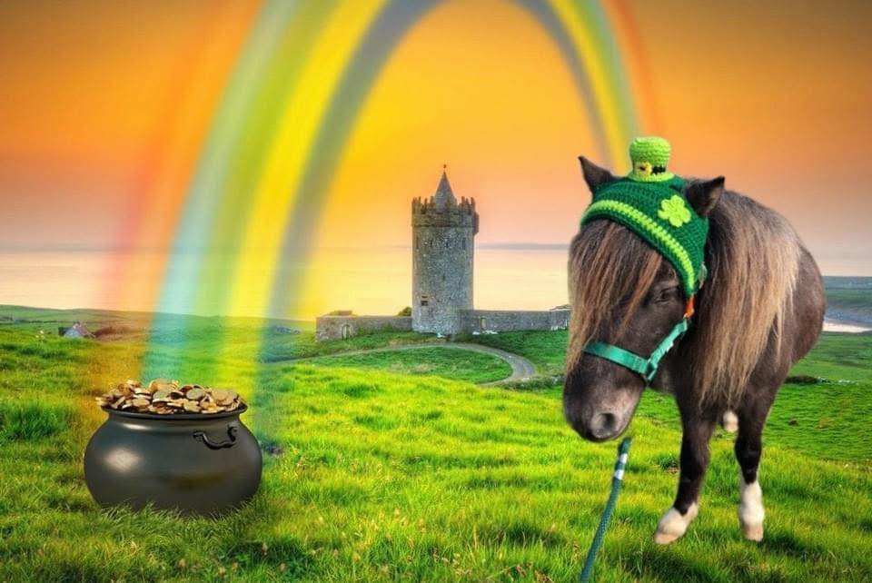 Little King Ranch Miniature Therapy Horses