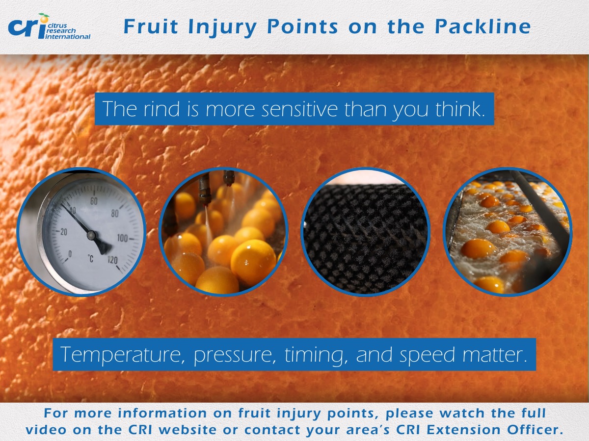 The rind is more sensitive... - Citrus Research International | Facebook