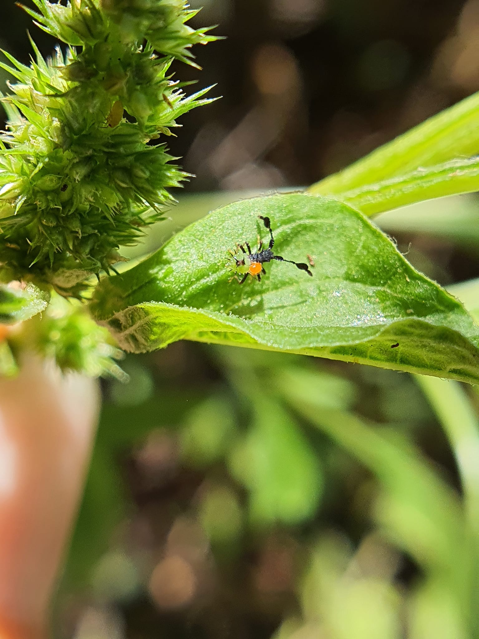 It's the first Julodis viridipes beetle posted to iNaturalist, and