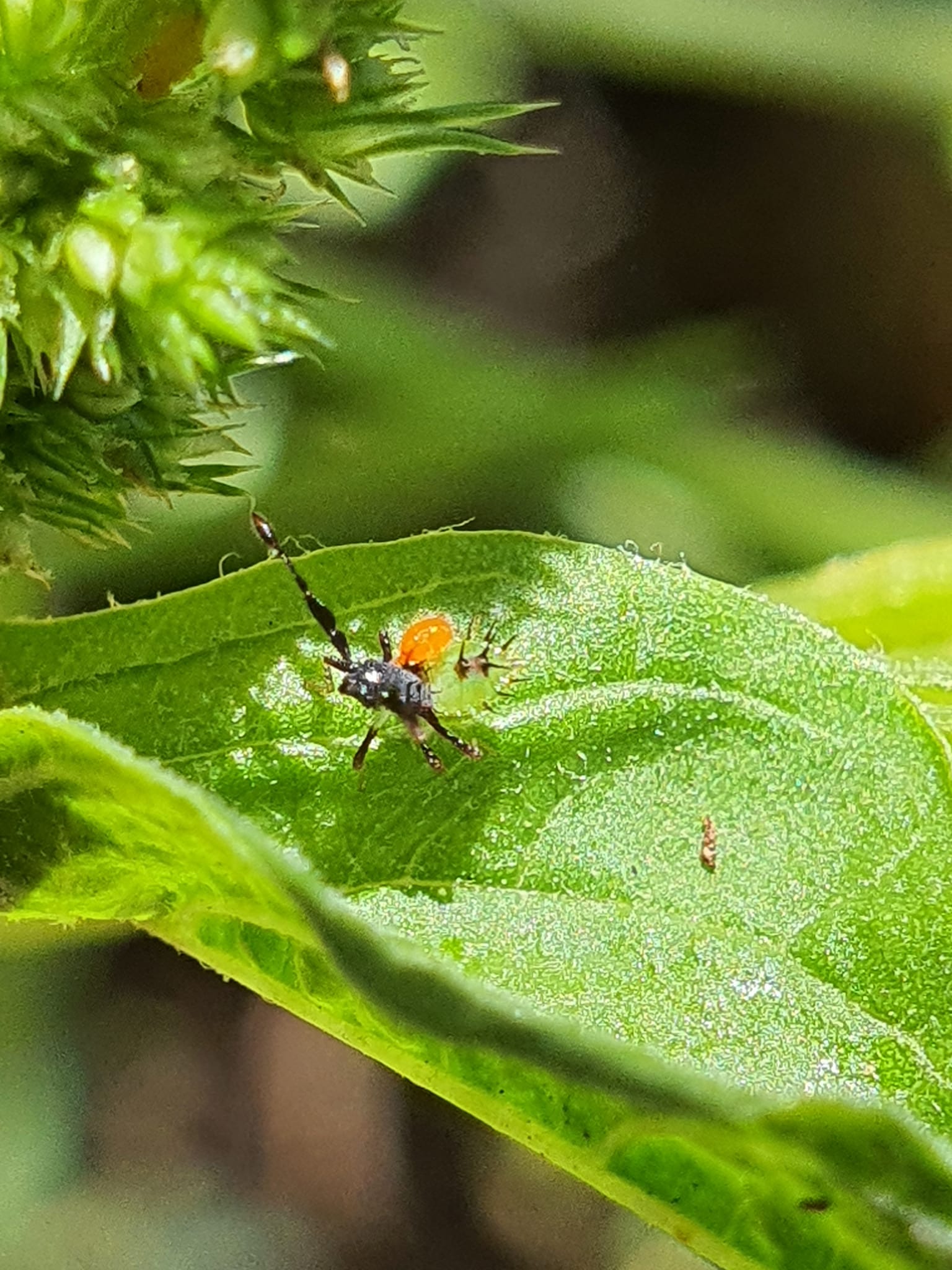 It's the first Julodis viridipes beetle posted to iNaturalist, and