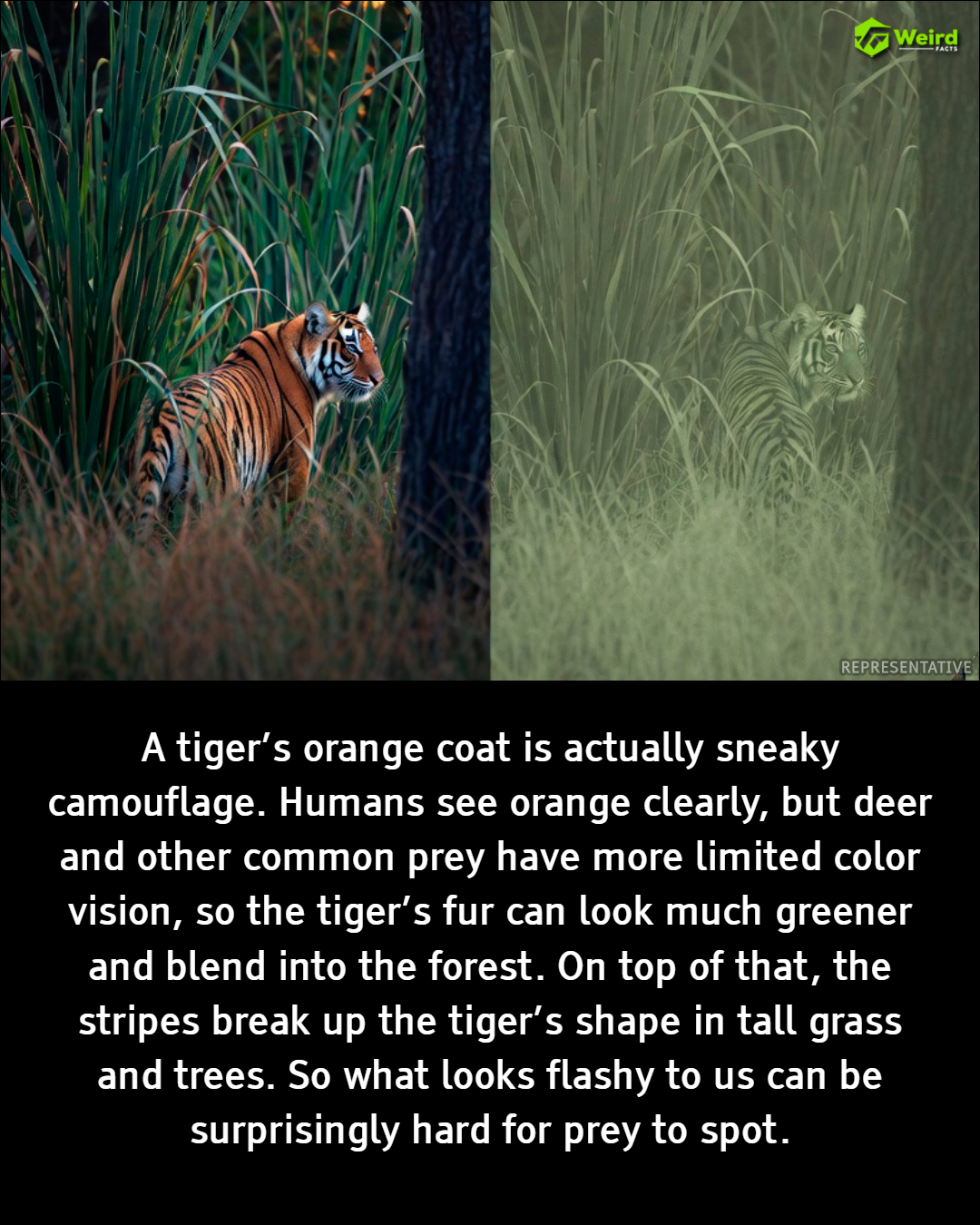 Weird - Tigers look bright orange to humans, but that doesn’t mean the ...