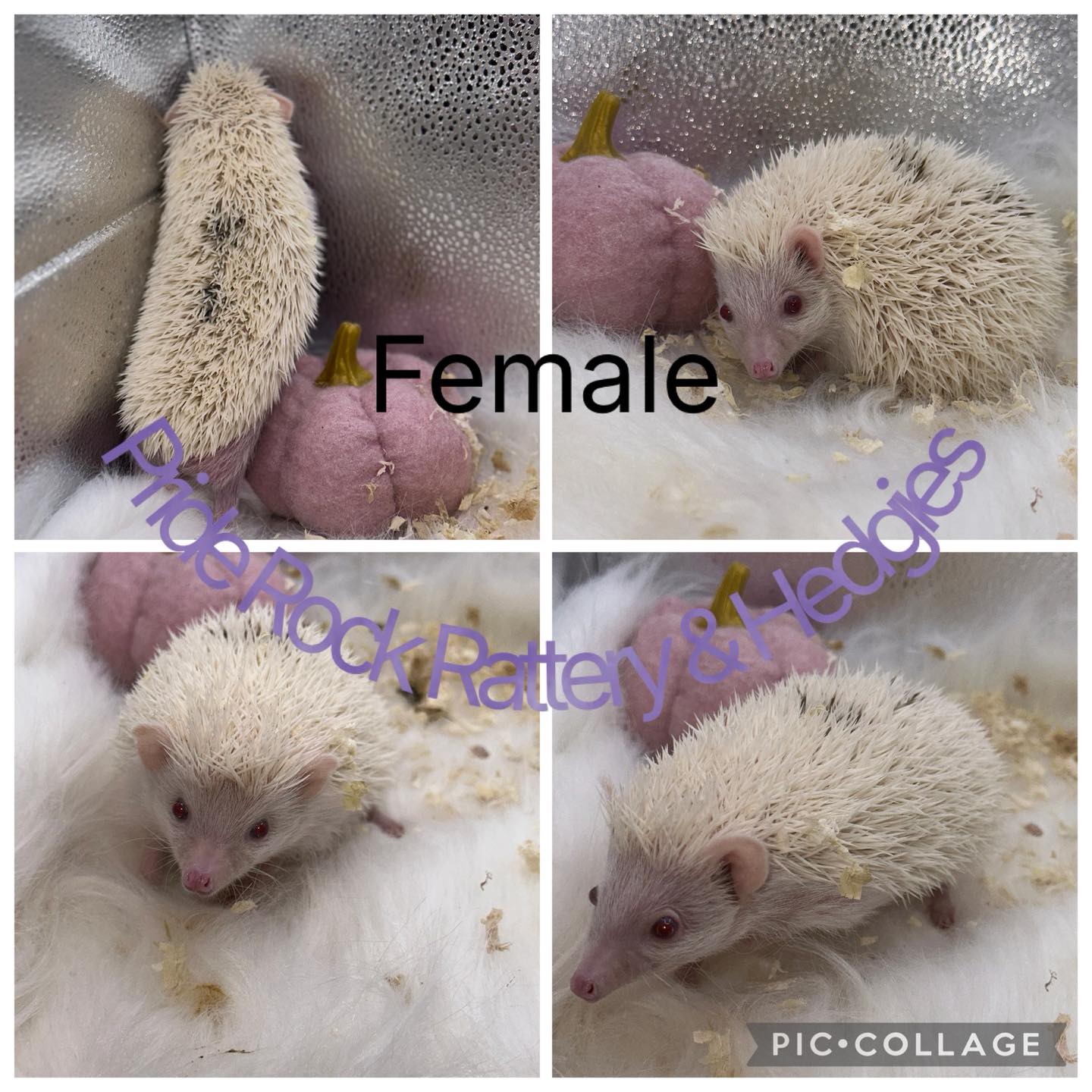 Pride Rock Rattery & Hedgies | Dayton OH
