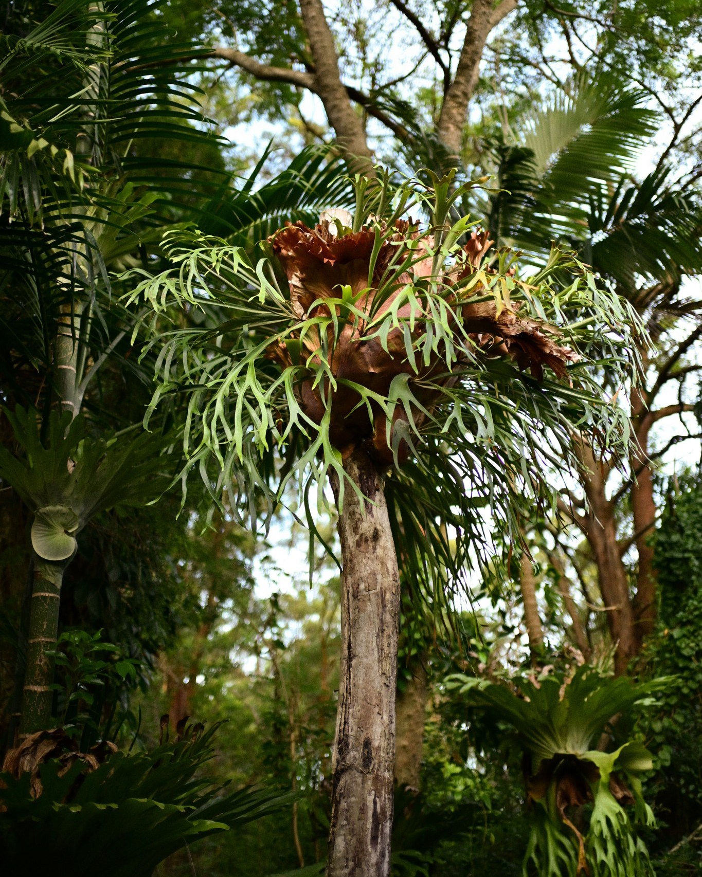Identifying platycerium hillii and bifurcatum