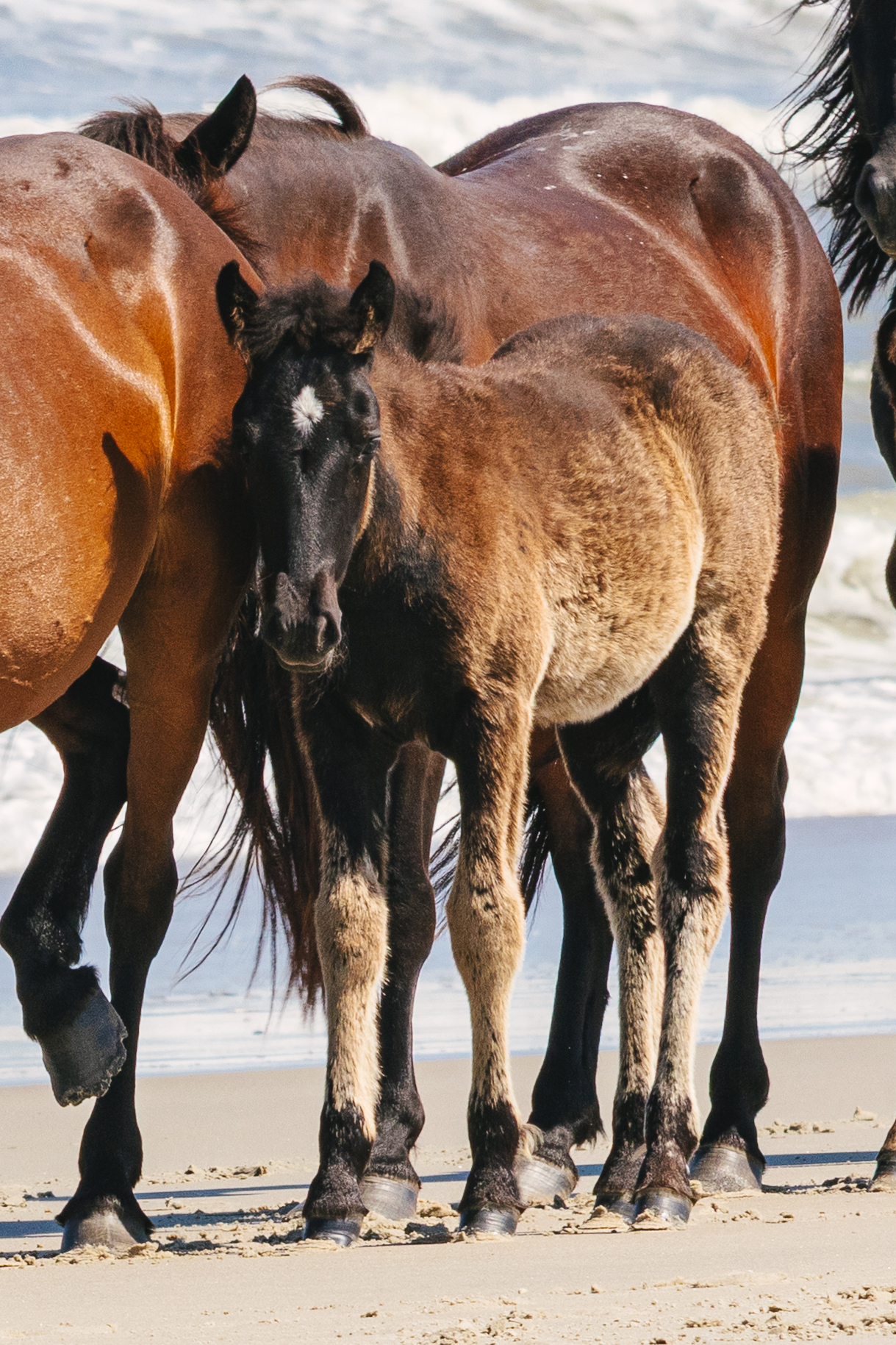 No, you're not seeing double and no, we do not have twin foals