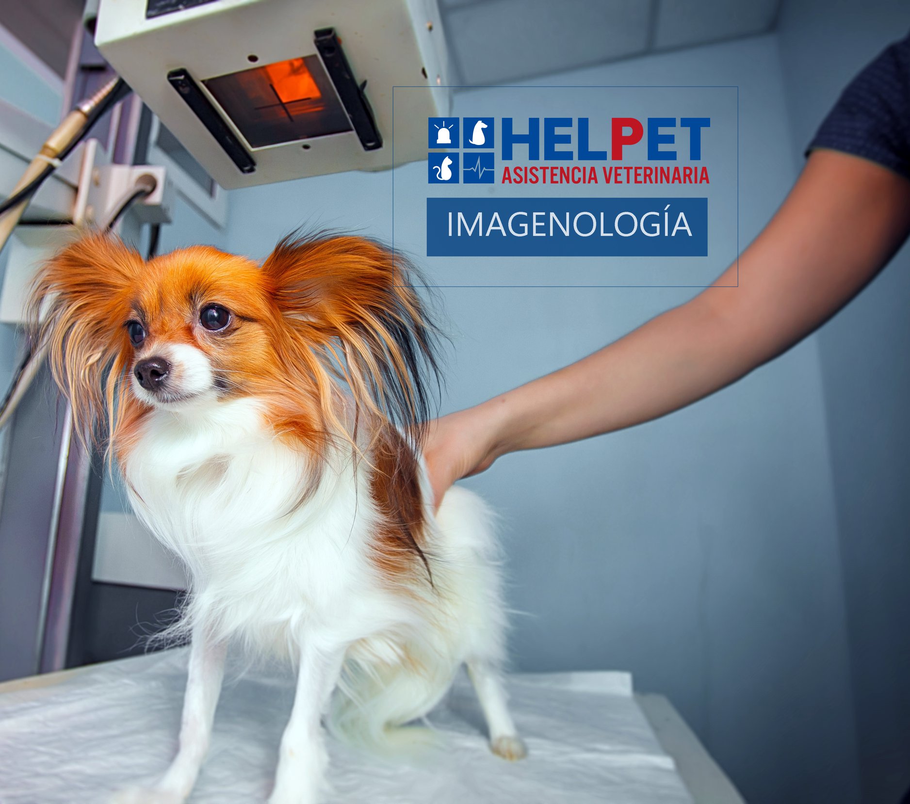 El diagnóstico por... - Helpet Hospital Veterinario | Facebook