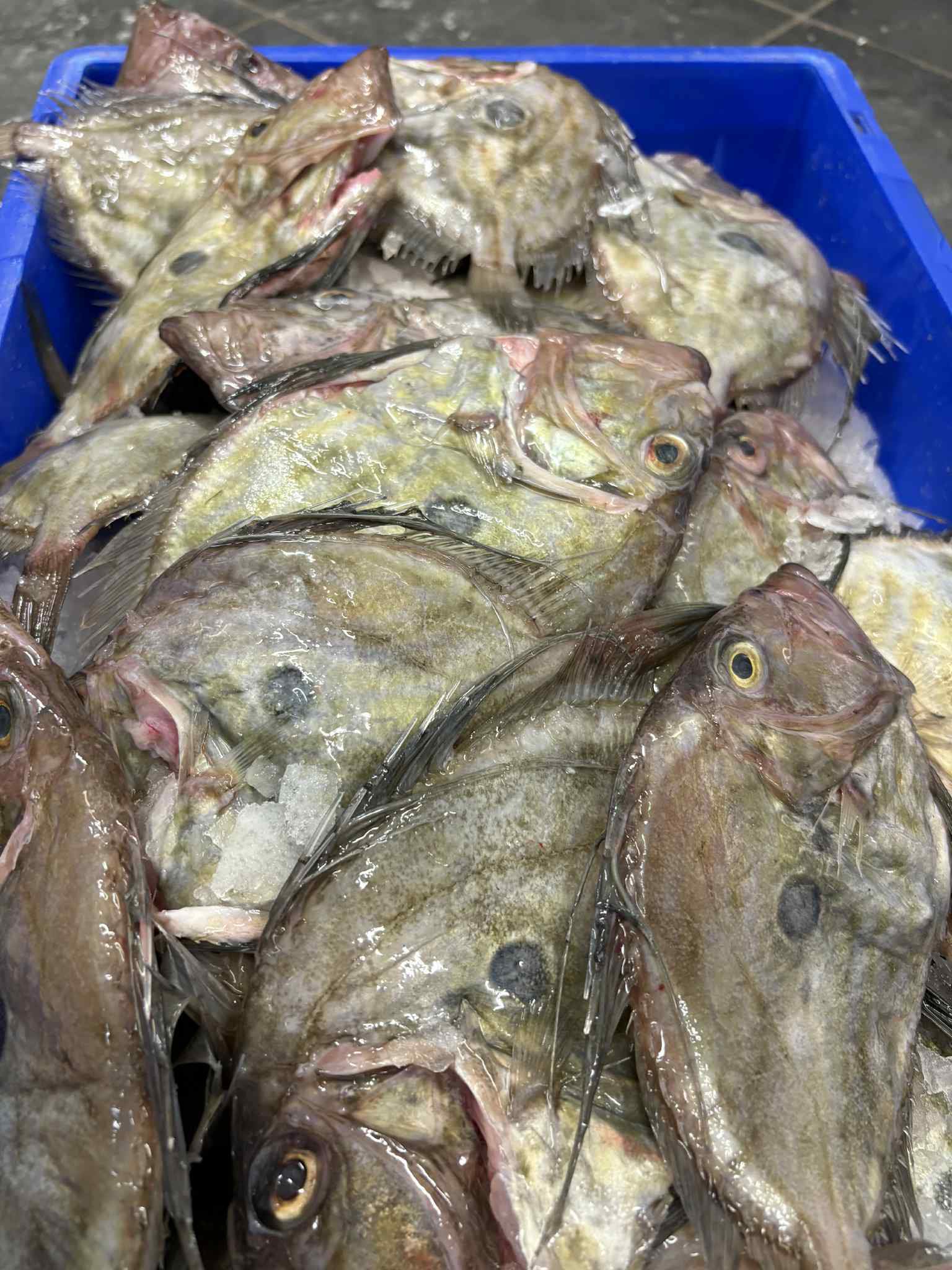 📢 Fresh Fish at Tomorrow’s stall in... - Stevenson Newlyn | Facebook