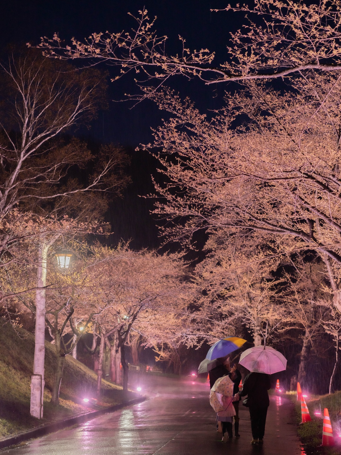 びばいさくら2026 ⁡ ⁡ 今年も夜桜ライトアップを開催します！ ⁡ 期間