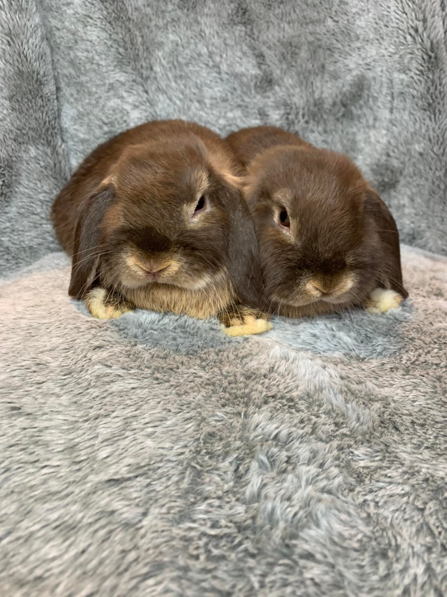 Redbud Rabbitry - Silver Marten baby! #lopearedrabbit #rabbitforsale # ...