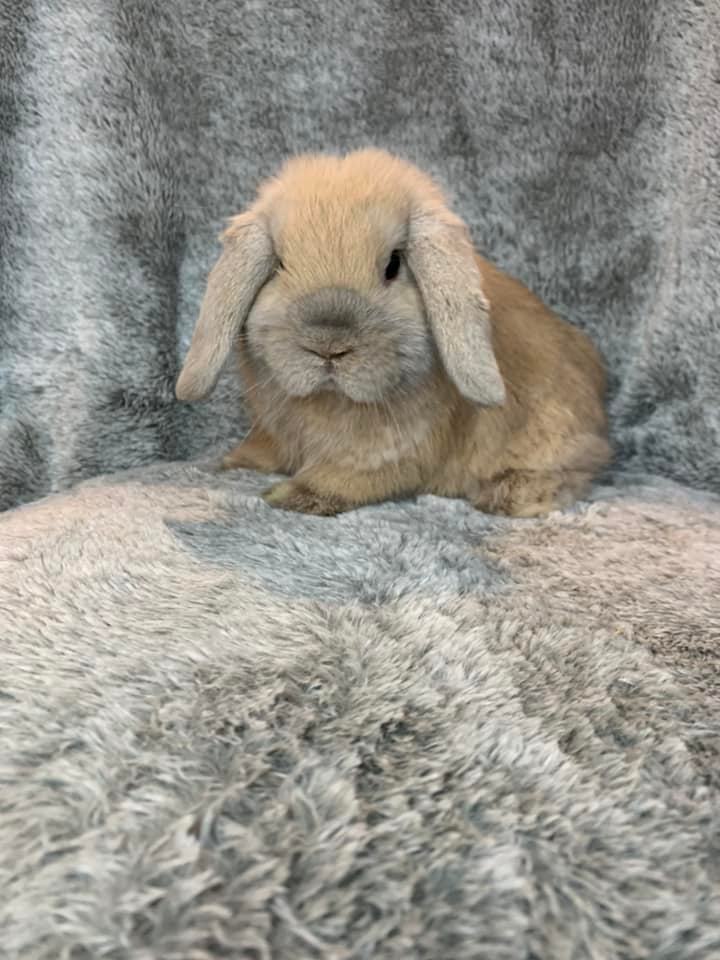Redbud Rabbitry - Silver Marten baby! #lopearedrabbit #rabbitforsale # ...