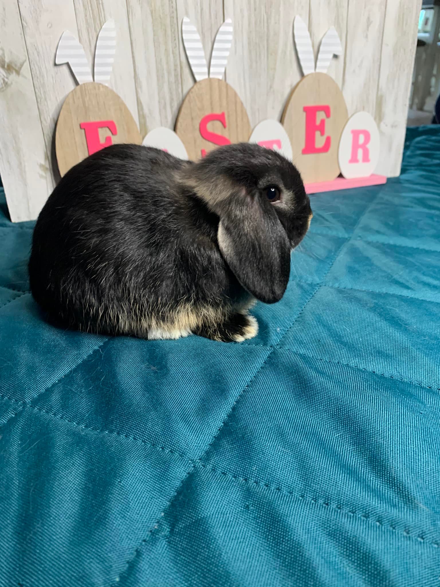 Redbud Rabbitry - Silver Marten baby! #lopearedrabbit #rabbitforsale # ...