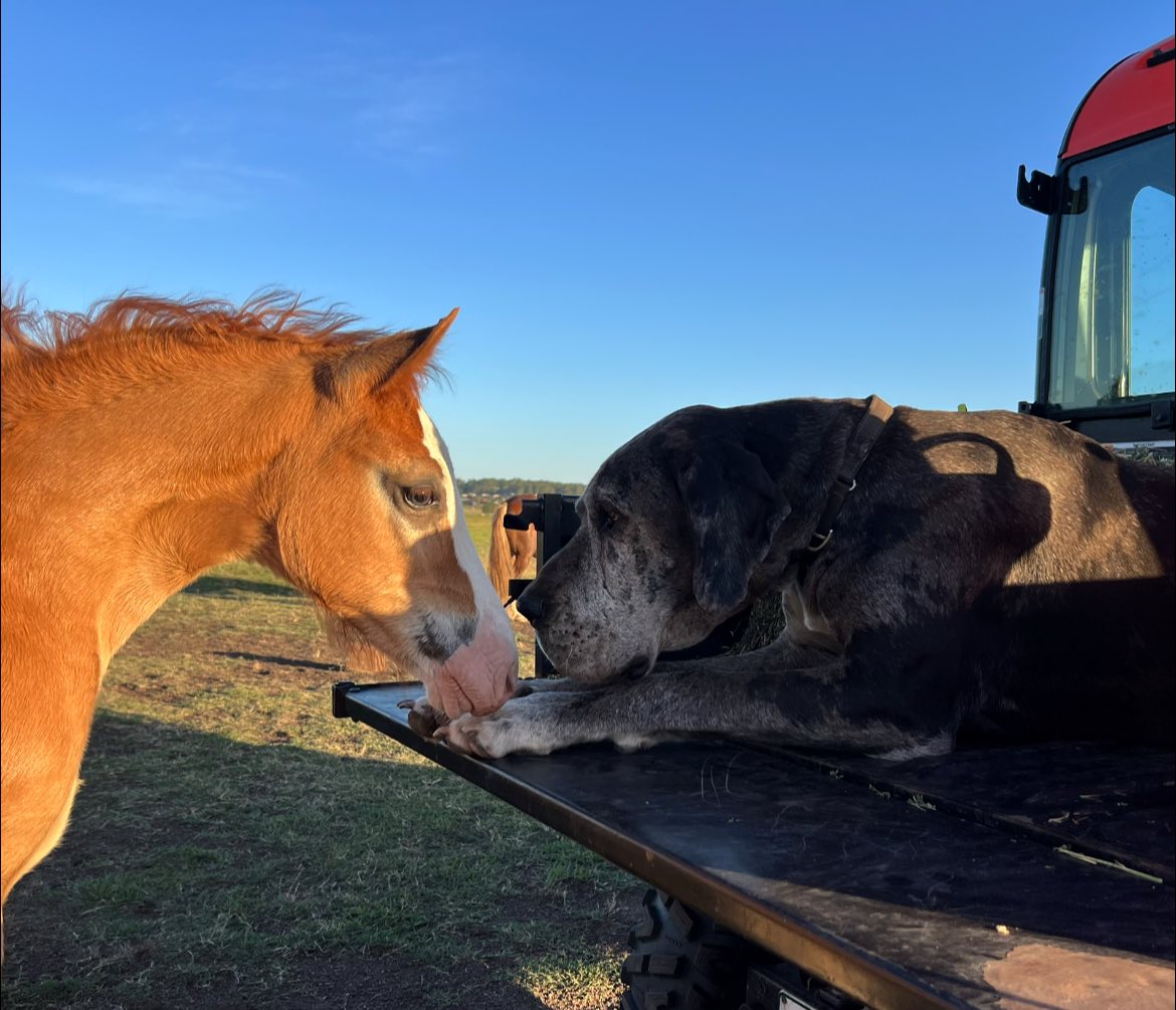 Haluma - 🥰 Every pony needs to have their own dog 🥰 SJP Performance ...