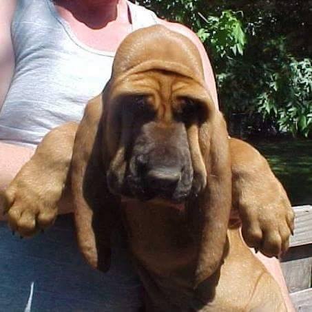 Bloodhound Crazy 🐾 | #1001reasonsyoudontwantabloodhound “To smear or to ...