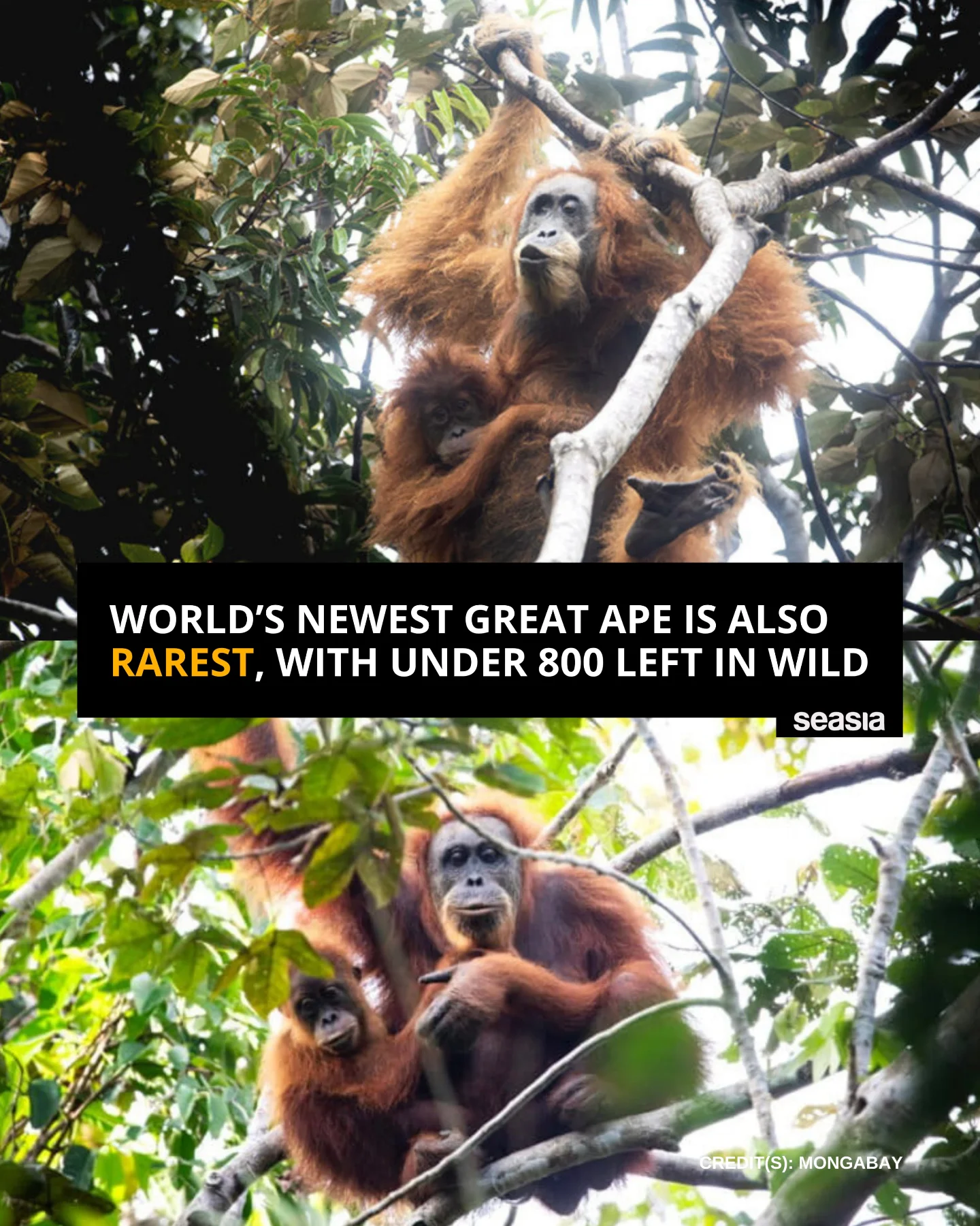 Seasia.co - The Tapanuli orangutan, scientifically described in 2017 as ...