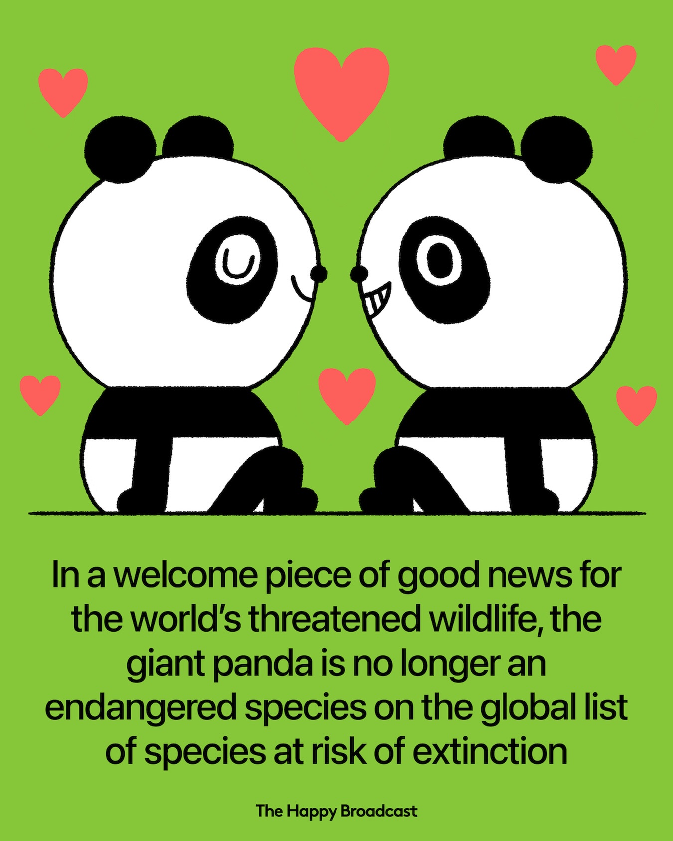 Giant pandas have officially been... - The Happy Broadcast | Facebook