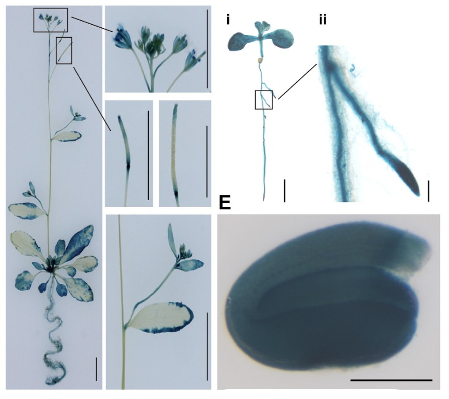 Physiologia - 🌸How do transporters influence flowering time? 🏵 ...