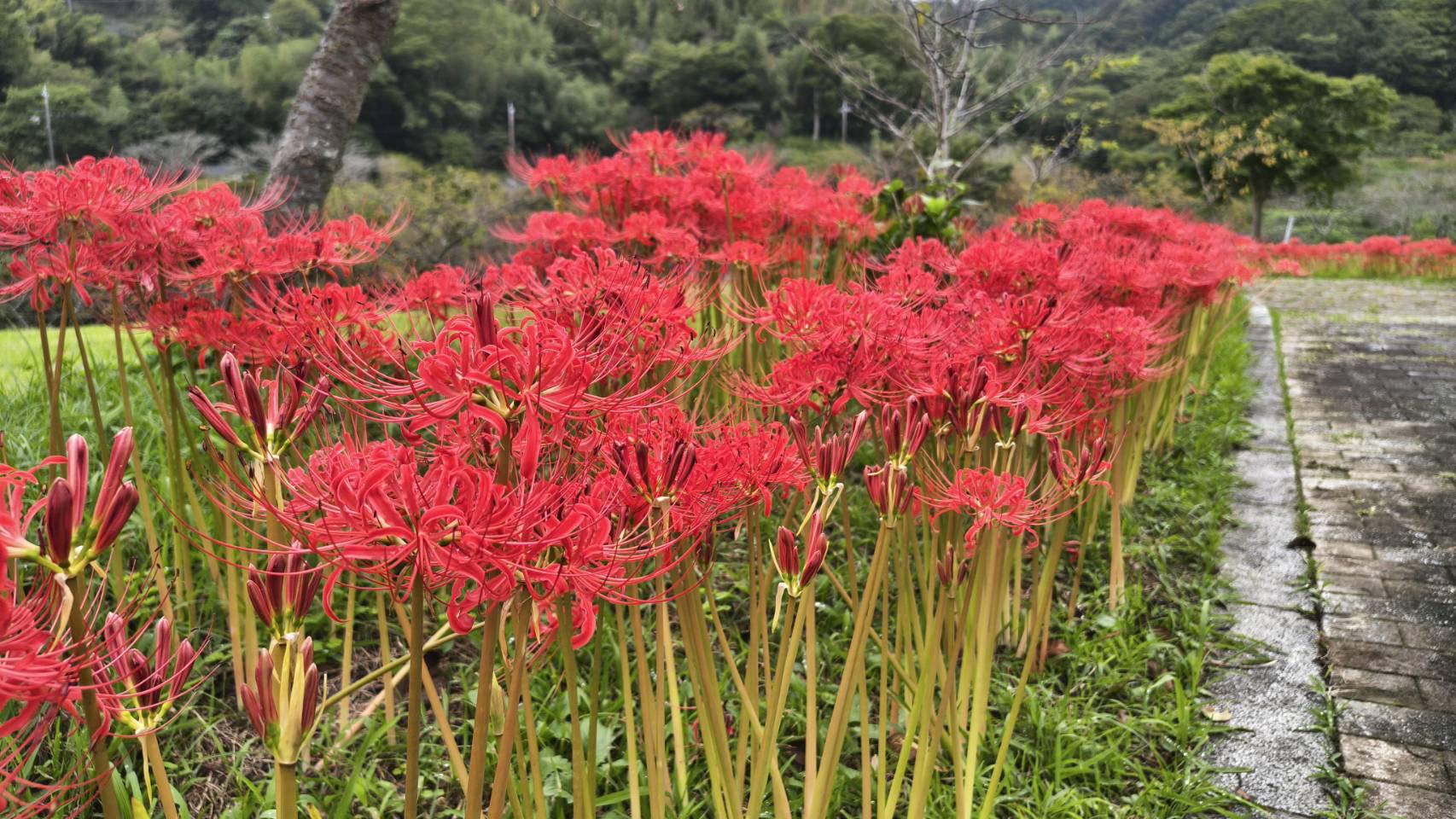 佐久間 ダム 湖 親水 公園