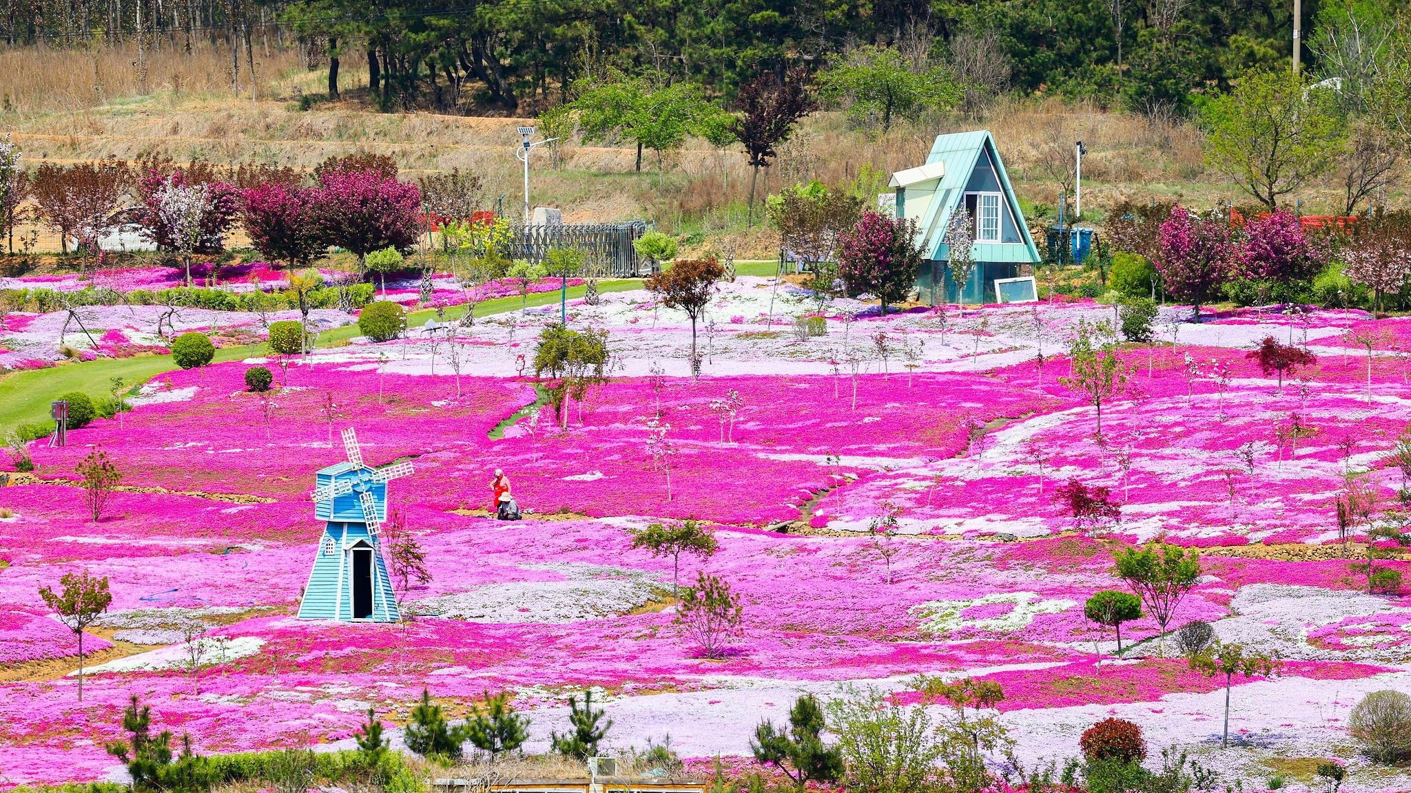 Vast fields of phlox flowers in Dacun Town, Qingdao, in east