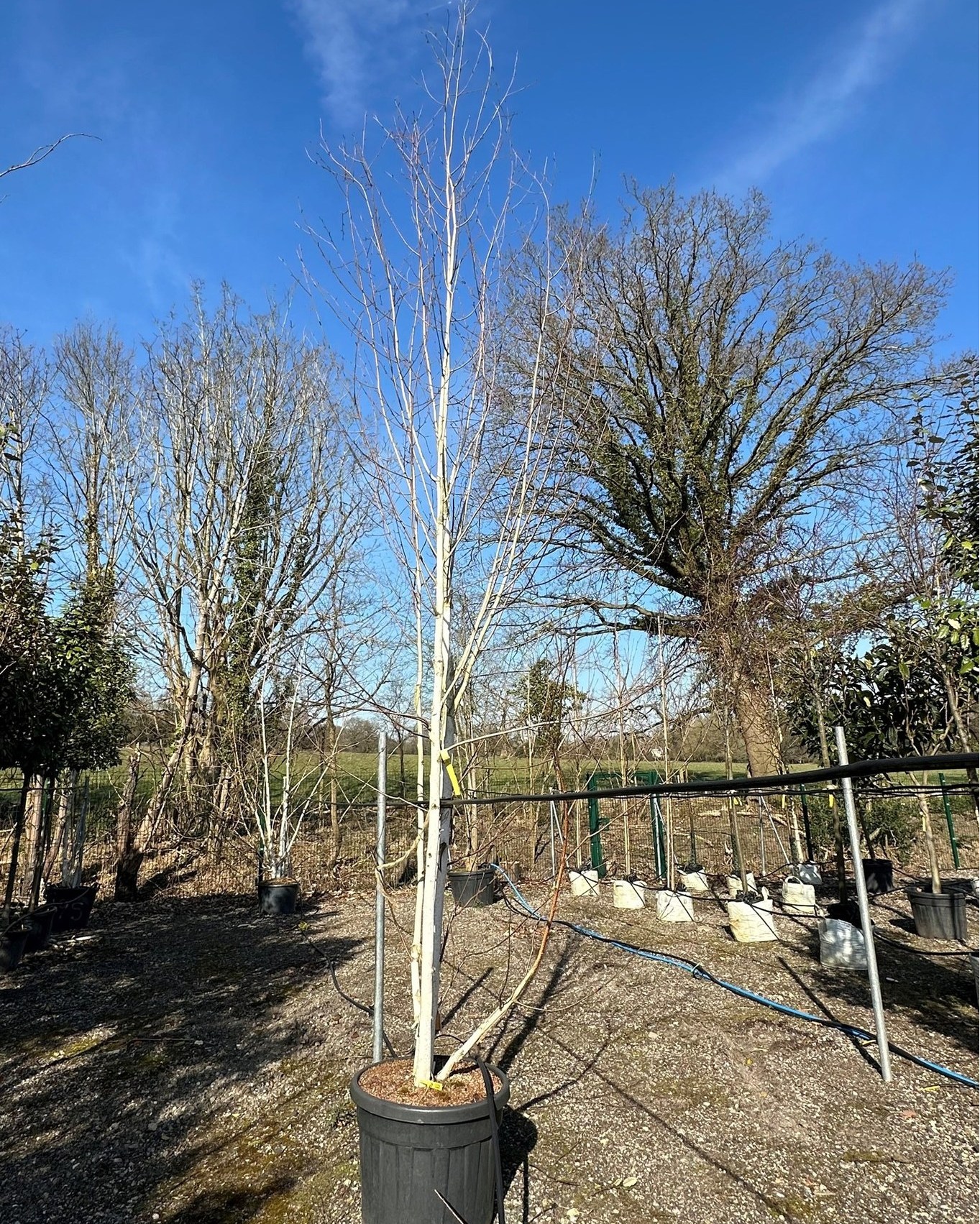 Practicality - Betula utilis Doorenbos (Himalayan Birch Doorenbos) is a ...