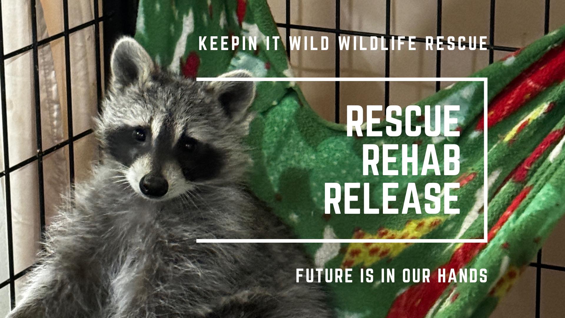 Keepin It Wild Wildlife Rescue | Jefferson SD