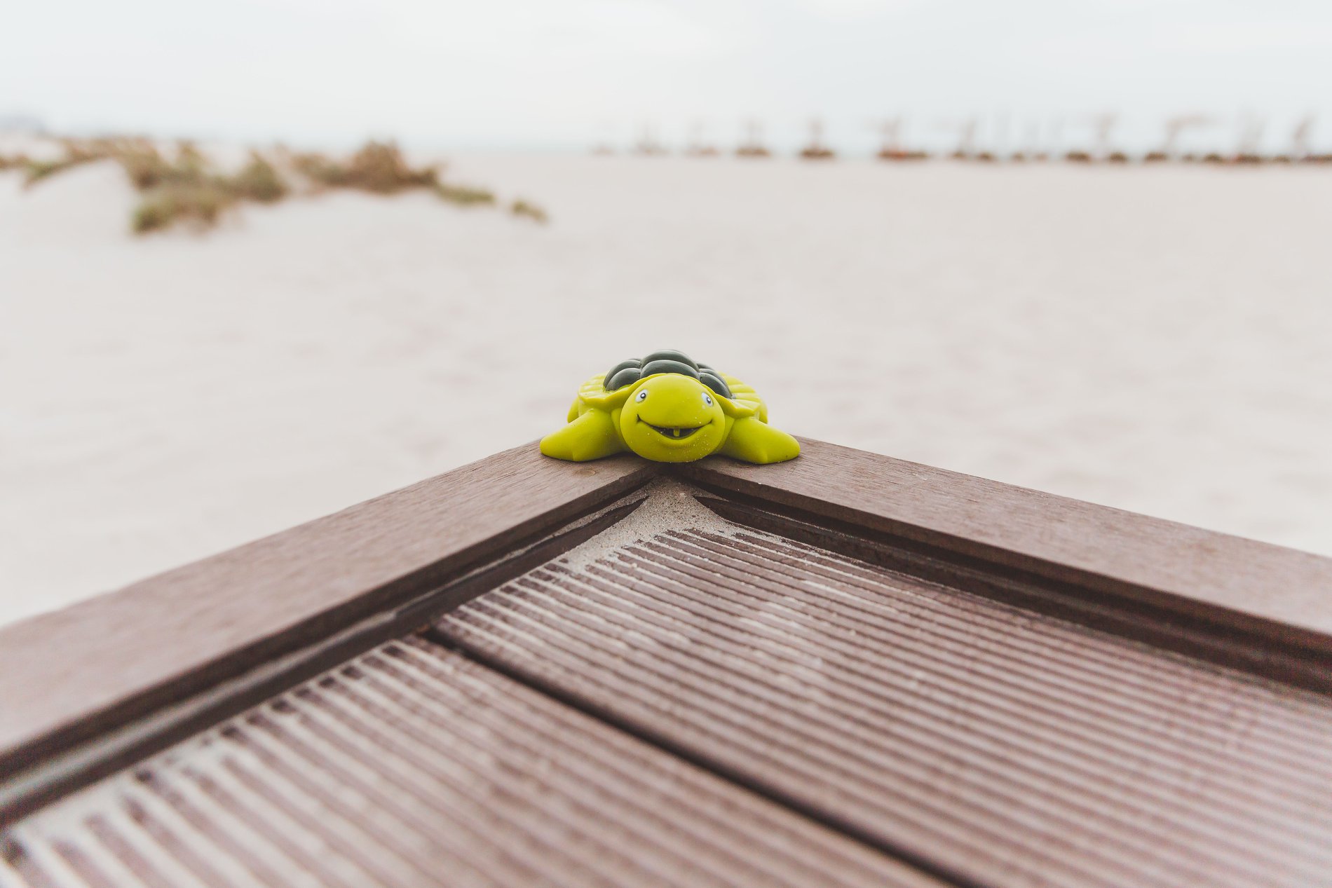 Meet our new friend, we... - Saadiyat Rotana Resort & Villas