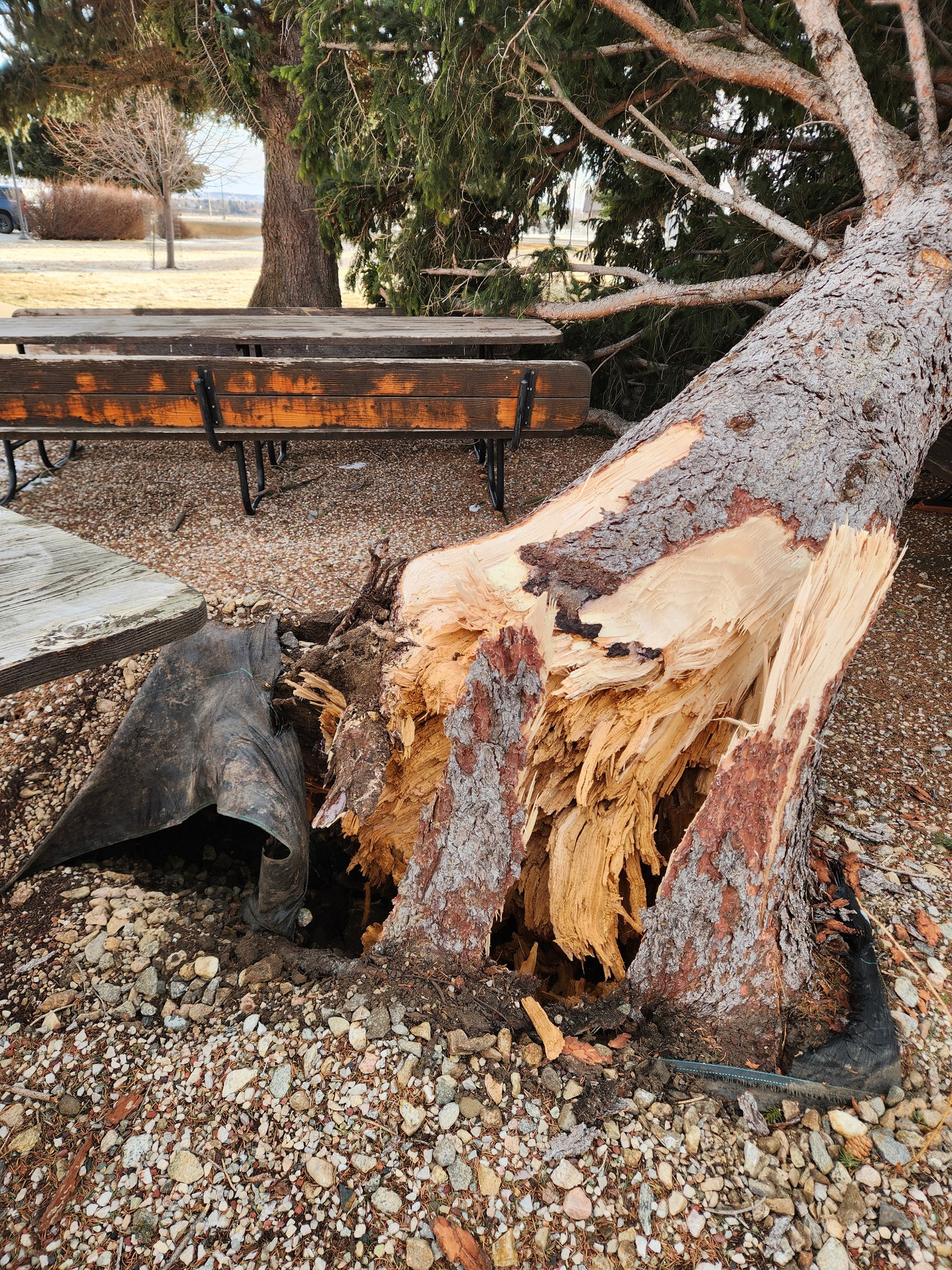 Wyoming State Forestry... - Wyoming State Forestry Division