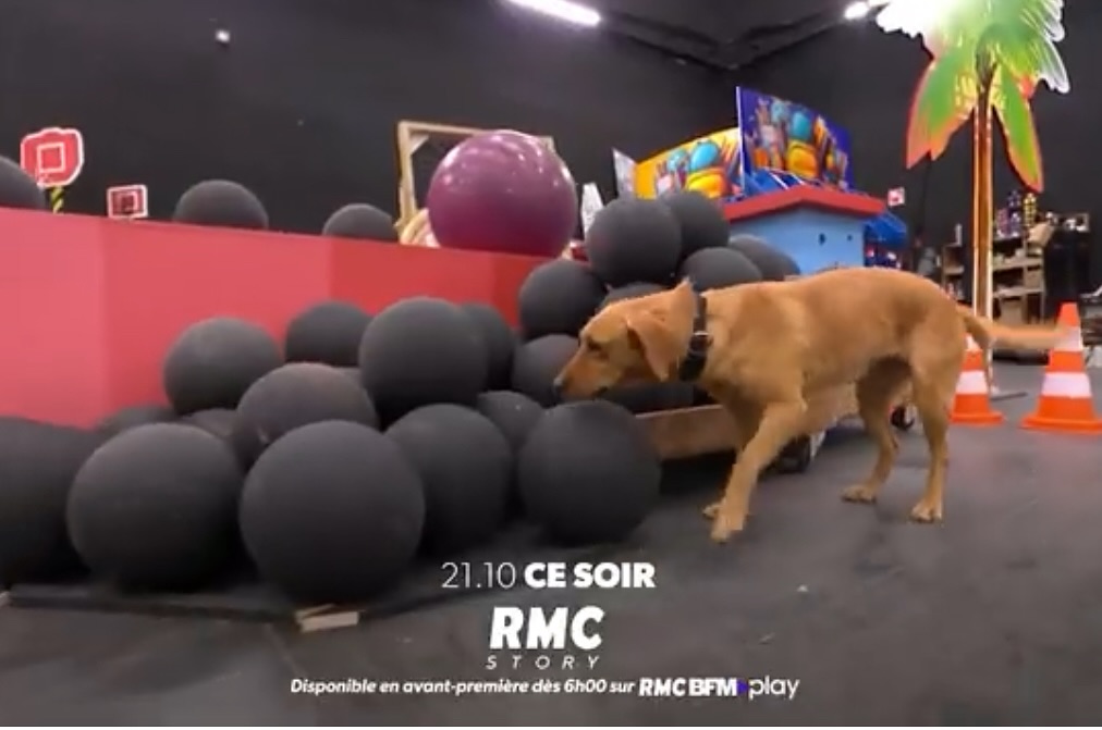 Labradors & Goldens Retrievers des Vallées de Galway | Facebook