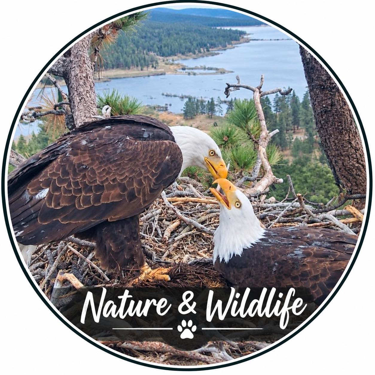 FOBBV Update regarding Shadow’s... - Nature & Wildlife | Facebook