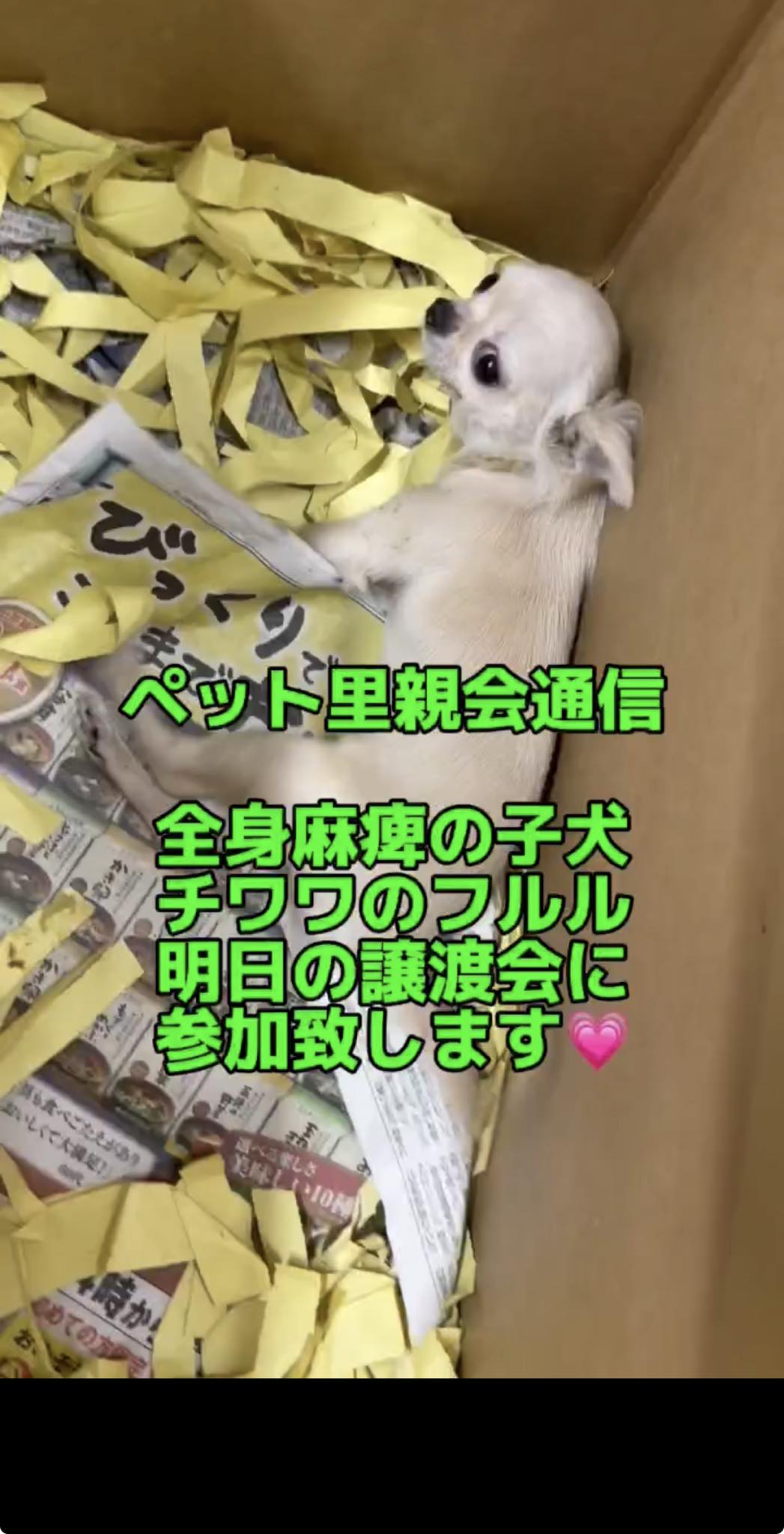 ペット 里親 会