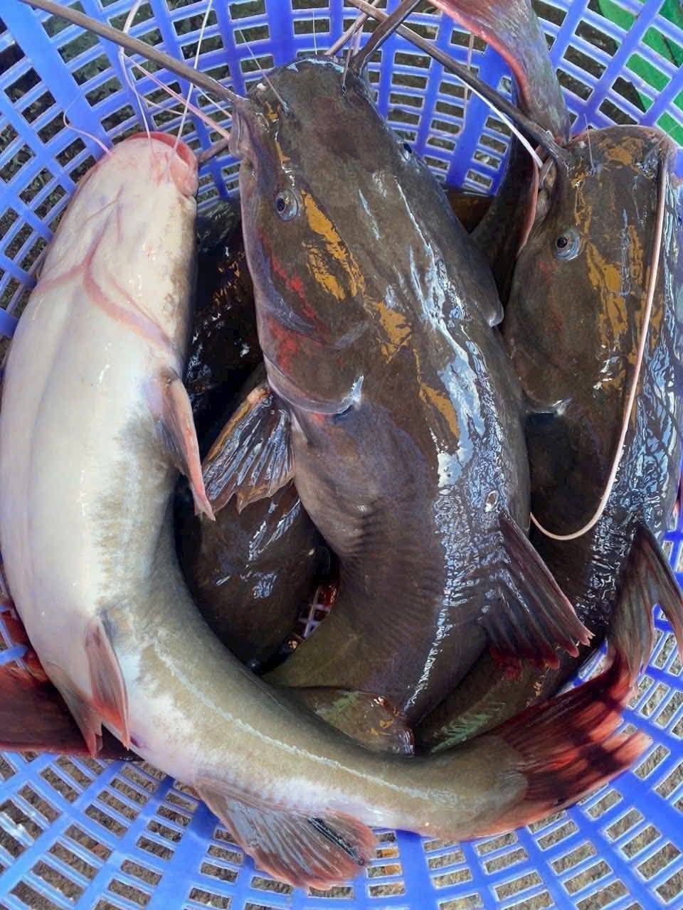 Cứu e qua khúc này khách dặn 3 con cá mà ko lấy nên e bán rẻ 120k/kg ạ ...