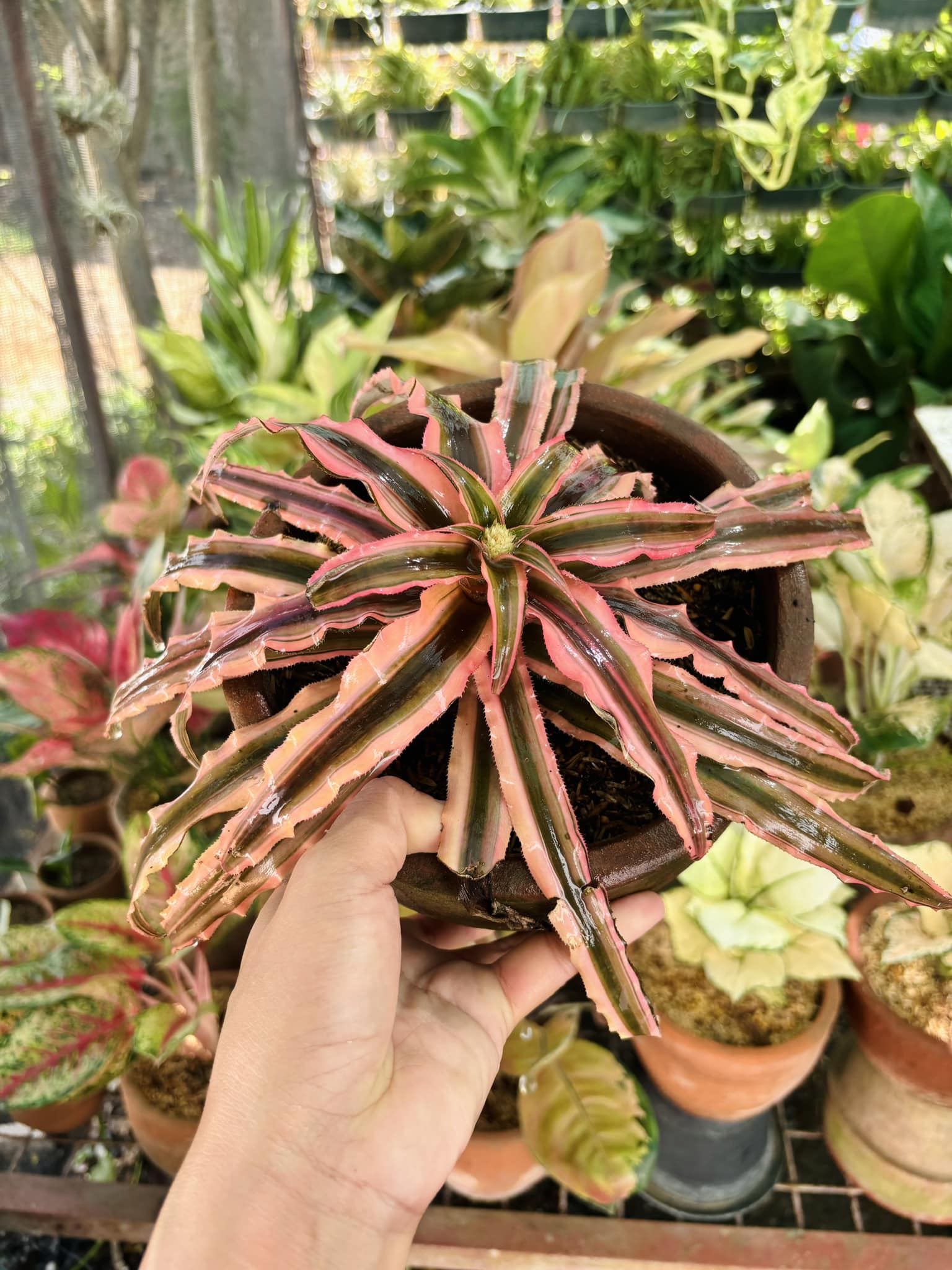 My humble, yet beautiful Cryptanthus Angel Dust.