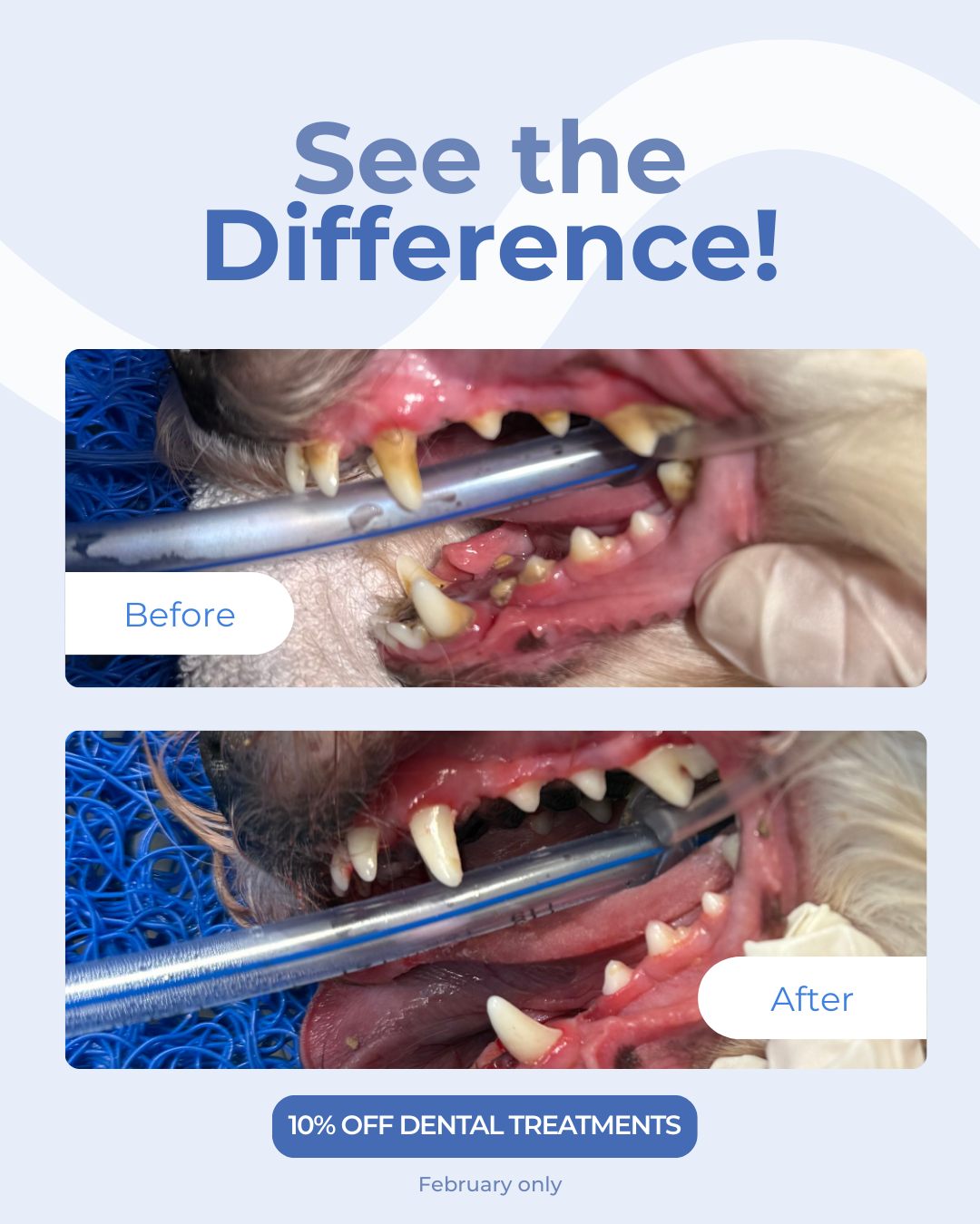 🦷 See the difference a scale and... - Faxbridge Veterinary | Facebook