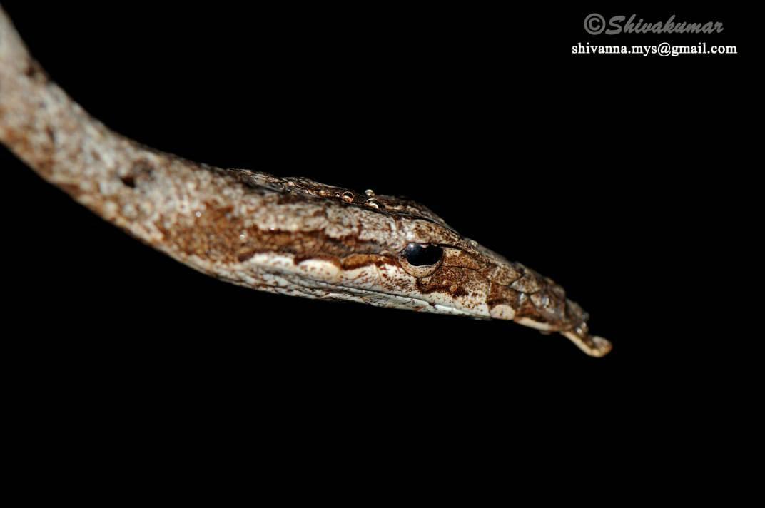 All vine snakes are venomous with... - EcoFriendly Coffee | Facebook