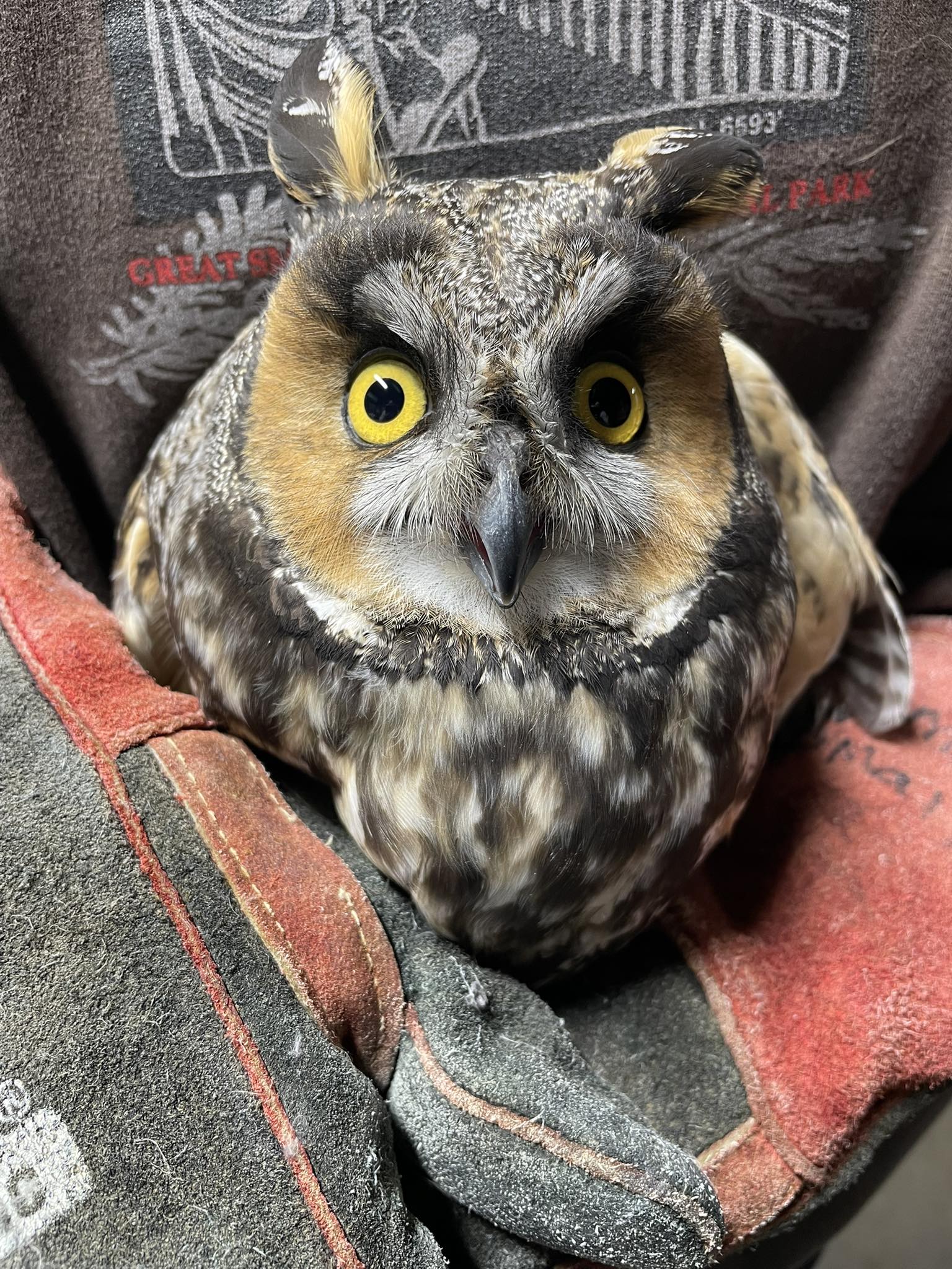 Raptor Rehabilitation of Kentucky Inc | Louisville KY